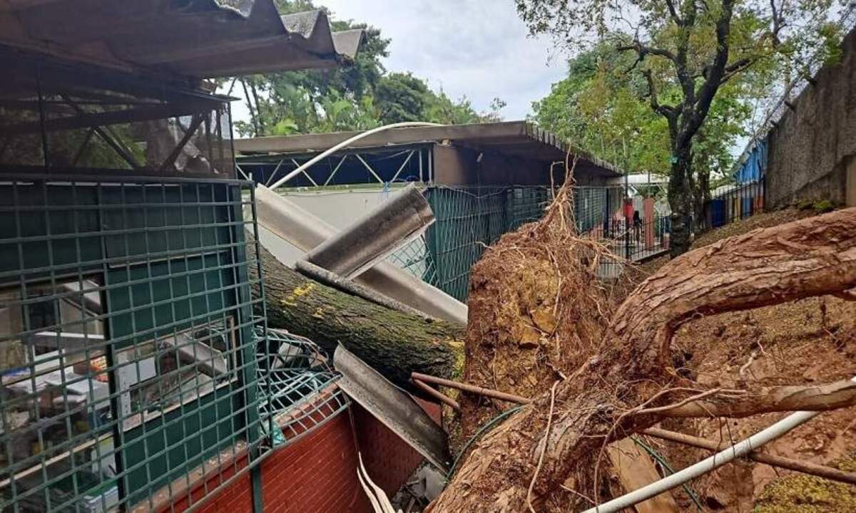 Duas das três árvores foram cortadas. A terceira, só depois do fim da votação
 -  (crédito: CBMMG)