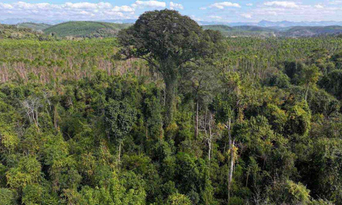 Para aferir a altura da árvore com precisão foi usada a tecnologia Light Detection and Ranging (LiDAR), detectando 50 metros dA base à copa, que abriga outras espécies da flora e da fauna, como gaviões e falcões -  (crédito: Cenibra/Divulgação)