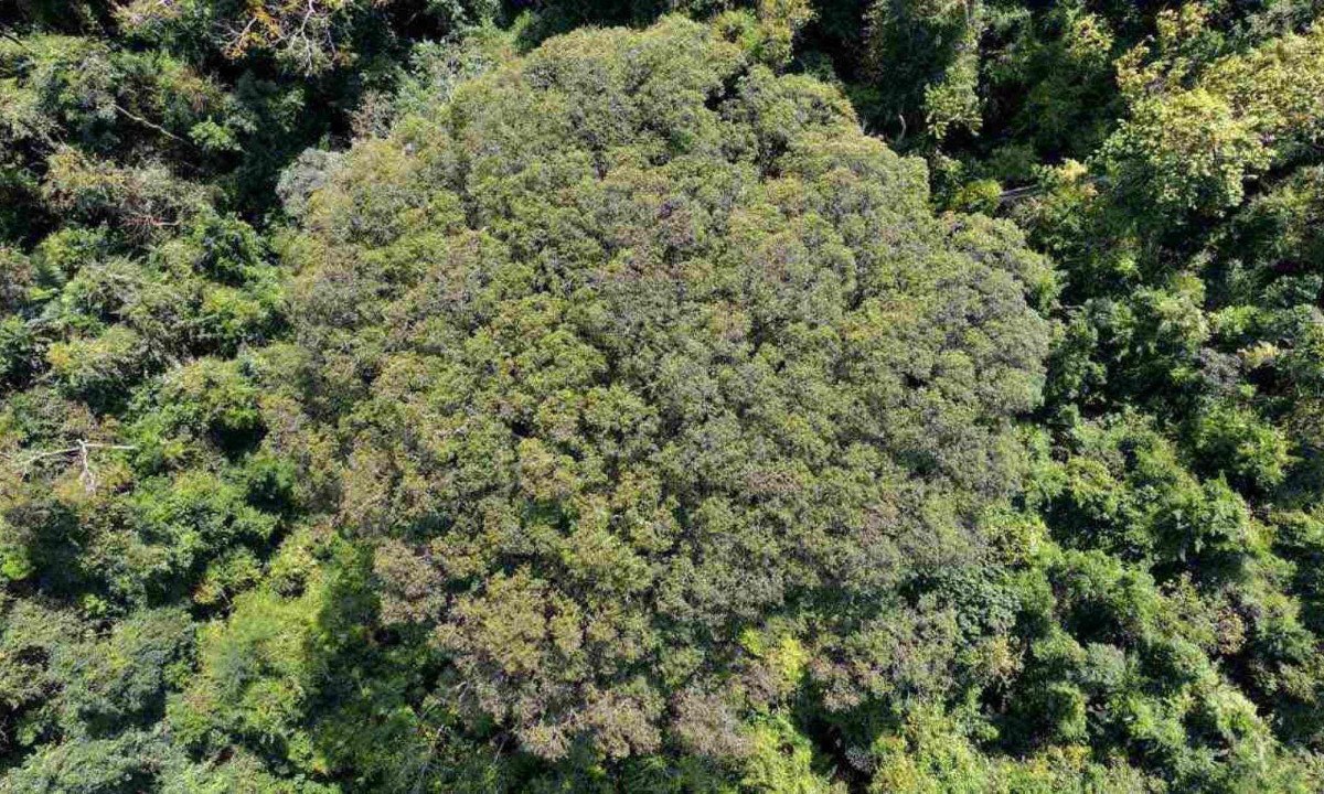 Jequitibá-rosa de 50 metros localizado em Ipaba, no Vale do Rio Doce