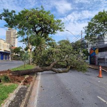 BH: árvore cai na Avenida do Contorno e interdita duas faixas - Jair Amaral/EM/D.A Press