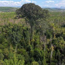 Maior árvore do Sul e Sudeste brasileiros é descoberta em Minas - Cenibra/Divulgação