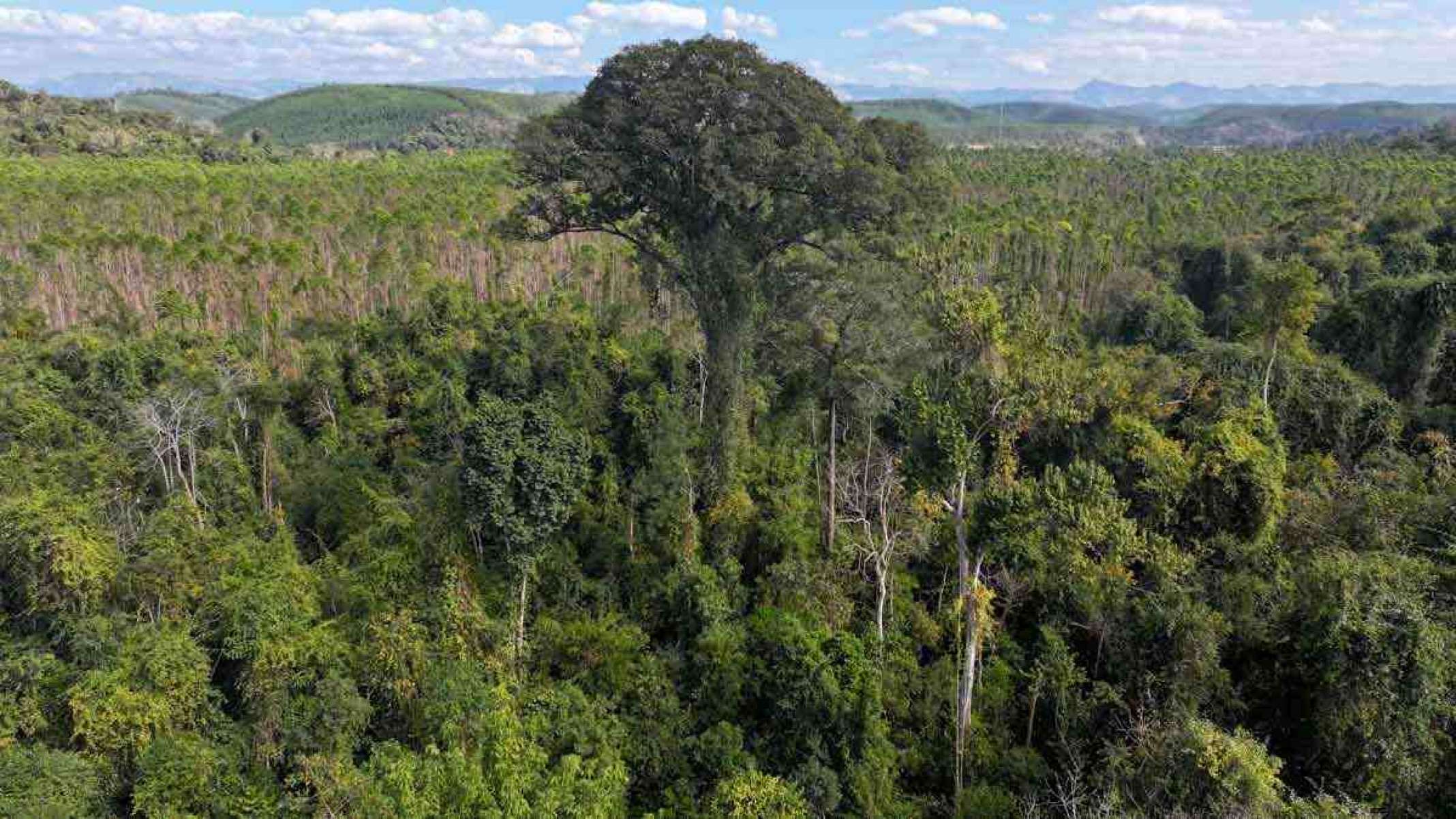 Maior árvore do Sul e Sudeste brasileiros é descoberta em Minas