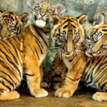 Quatro tigres de Sumatra nascem de uma só vez em zoológico - Divulgação 