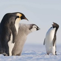 Os animais mais carinhosos com os filhotes - Divulgação/STEFAN CHRISTMANN, ALEMANHA