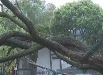 Um caso de sobrevivência que ocorreu recentemente em Minas Gerais serve de exemplo para ajudar outras pessoas a se proteger em caso de queda de poste de energia elétrica sobre algum veículo.   -  (crédito: Reprodução TV Globo )