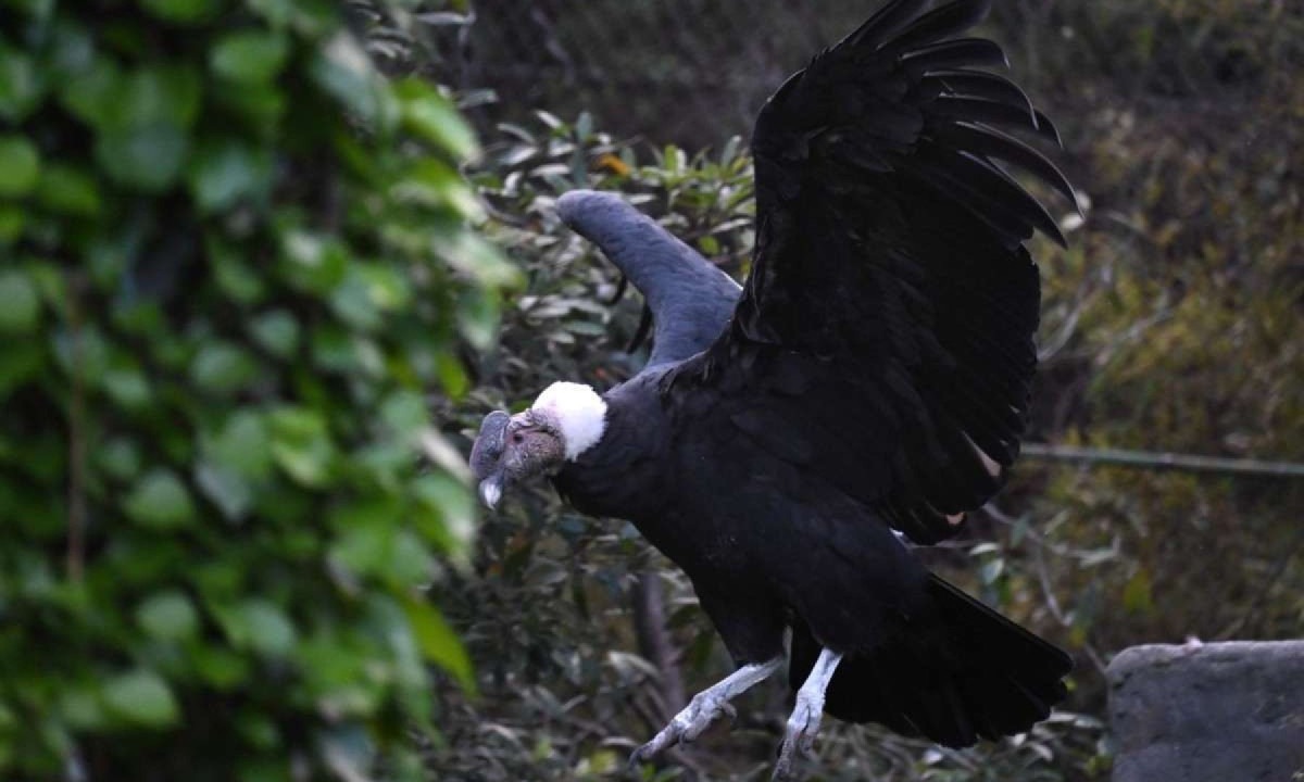 Rafiki, um condor andino nascido em cativeiro na Colômbia, tem três meses de idade. Todos os dias ele é alimentado com ratos por um suposto adulto de sua espécie -  (crédito: AFP)