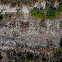 Cerrado renasce após as queimadas - afp