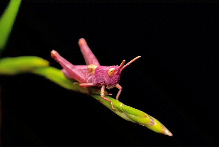 Raros e surpreendentes: Mutação genética deixa gafanhotos cor de rosa