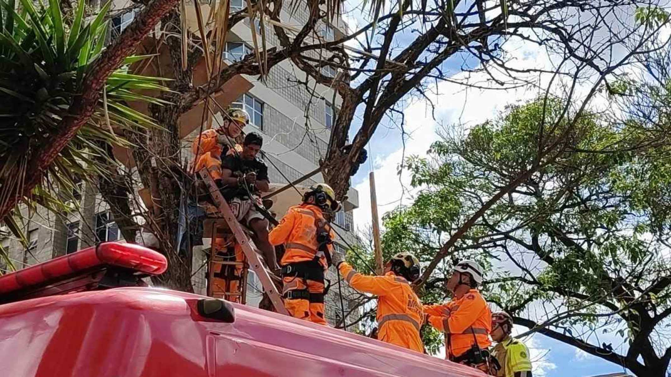 Resgate do morador da árvore