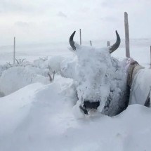 Raça de boi resiste bravamente ao frio na cidade mais gelada do mundo - Divulgação