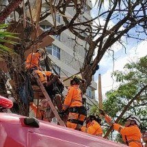 PBH derruba árvore transformada em abrigo por morador de rua - Gladyston Rodrigues/EM