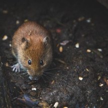 Rato "misterioso" promove caça coletiva em ilha remota do Alasca - pexels DSD