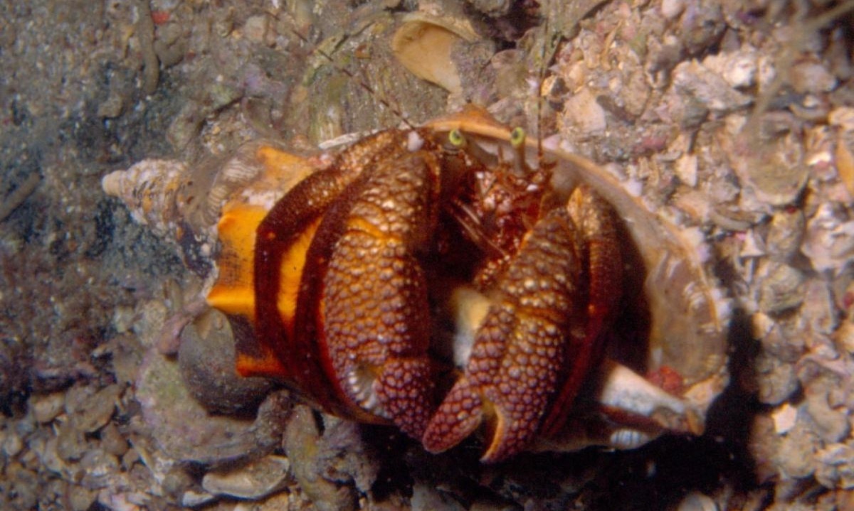 Caranguejo ermitão visto em um mergulho noturno -  (crédito: Rbmktr/wikimedia commons)