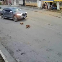 Vídeo: caminhonete atropela e mata dois cachorros no interior de Minas - Câmera de monitoramento/Reprodução