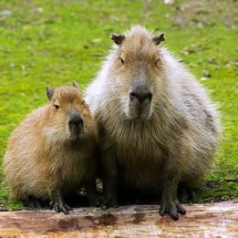 Maiores roedores do mundo: "Simpáticas" capivaras habitam parques e orlas de lagoa - Imagem de ericeven1 por Pixabay