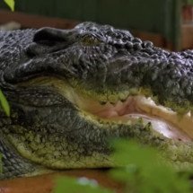 Morre o maior crocodilo do mundo; saiba curiosidades desses animais aterrorizantes - divulgação