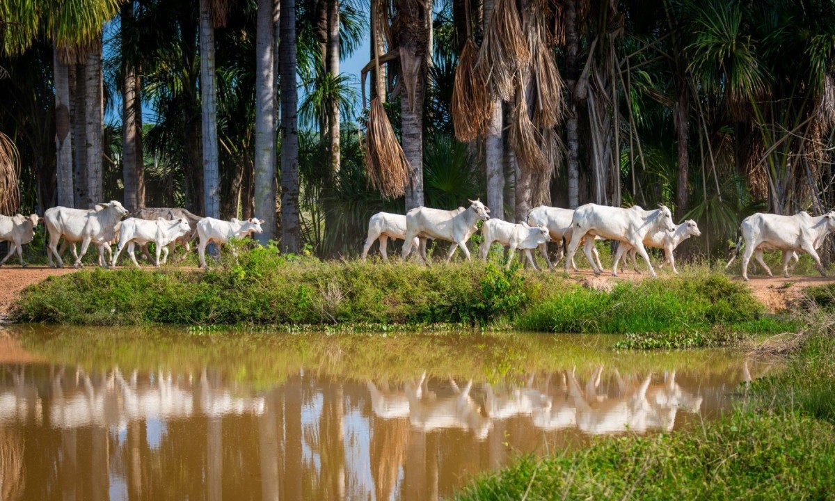 Parintins Agropecuária estará presente na Expoferr -  (crédito: DINO)