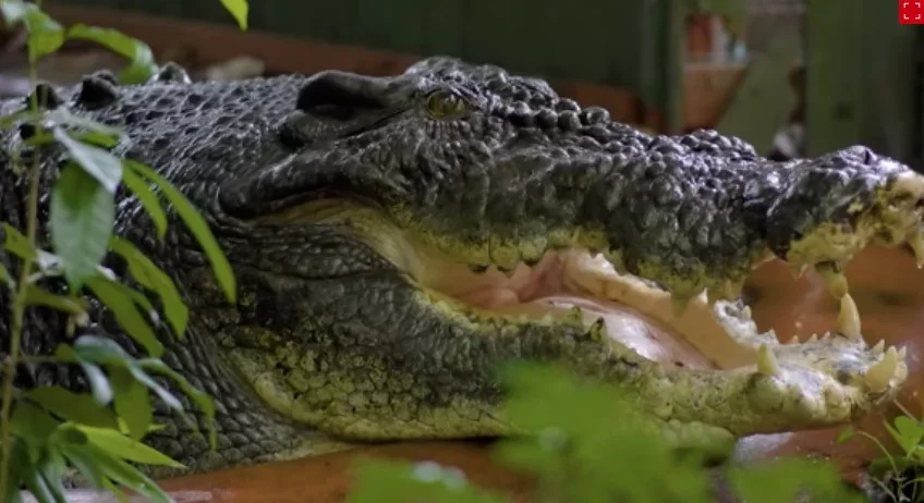 Morre o maior crocodilo cativo do mundo; saiba fatos aterrorizantes desses animais - divulgação
