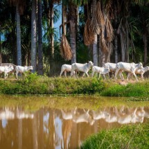 Parintins Agropecuária estará presente na Expoferr - DINO