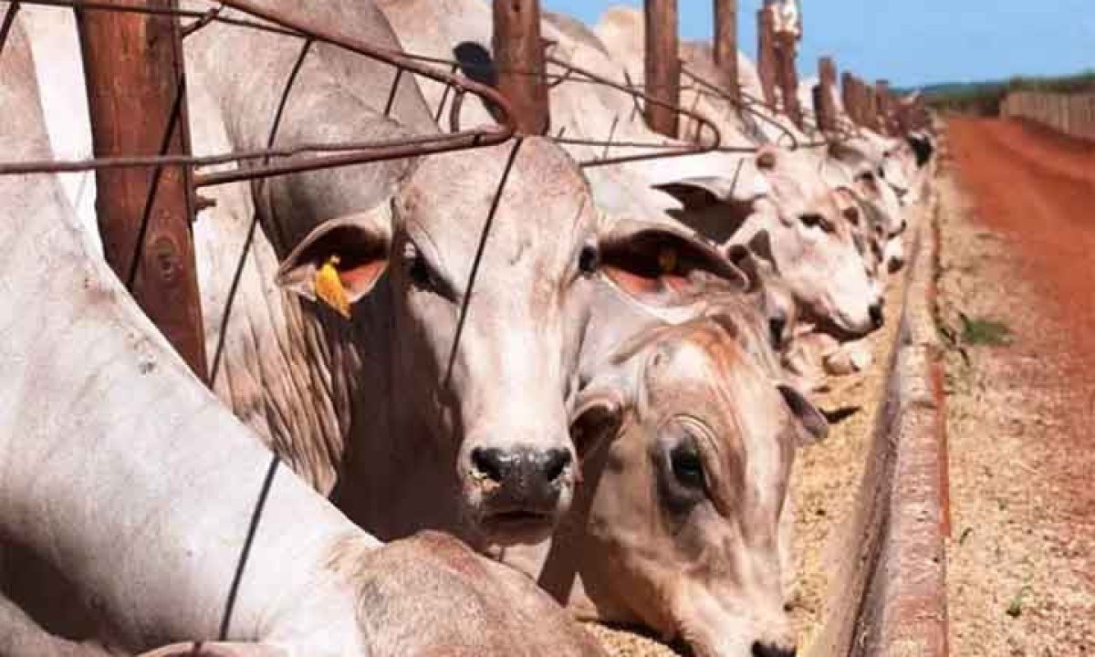 Além dos suínos e dos frangos, também fazem parte da demanda por milho para alimentação animal, os bovinos e os pequenos animais. O mercado para o uso desse cereal como alimento também para animais está em crescimento, visto a demanda de rações para os de pequeno e grande porte. -  (crédito:  Divulgção)