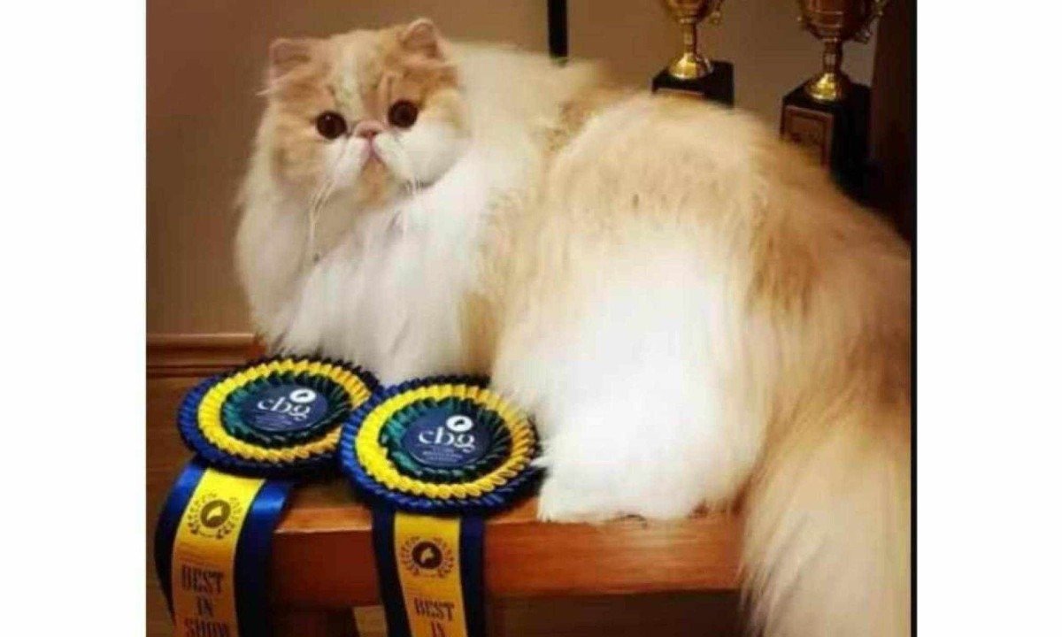Max ganhou o prêmio mundial em competição que elege os melhores felinos do planeta -  (crédito: Reprodução / redes sociais)