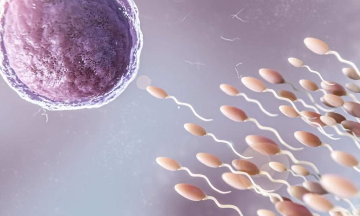 Baixa contagem de espermatozoides, ou oligospermia, é uma condição na qual a concentração de espermatozoides no sêmen ejaculado é muito baixa para promover a fertilização natural de um óvulo -  (crédito: Freepik)