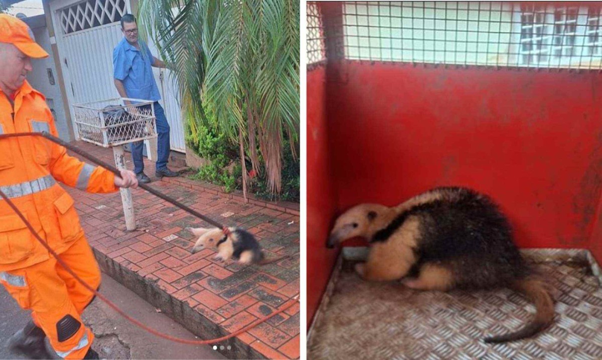 Tamanduá-mirim é resgatado em jardim de casa do interior de MG -  (crédito: Corpo de Bombeiros de Frutal/DivulgaÃ§Ã£o)