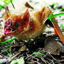 Caninos afiados: Animais que têm dentes "vampirescos" -  Flickr Ana Jaramillo