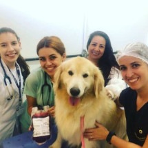 Banco de sangue de animais da UFMG está quase vazio - Arquivo pessoal