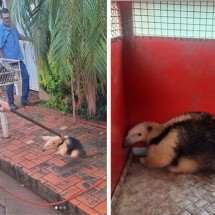 Tamanduá-mirim é resgatado em jardim de casa do interior de MG - Corpo de Bombeiros de Frutal/DivulgaÃ§Ã£o