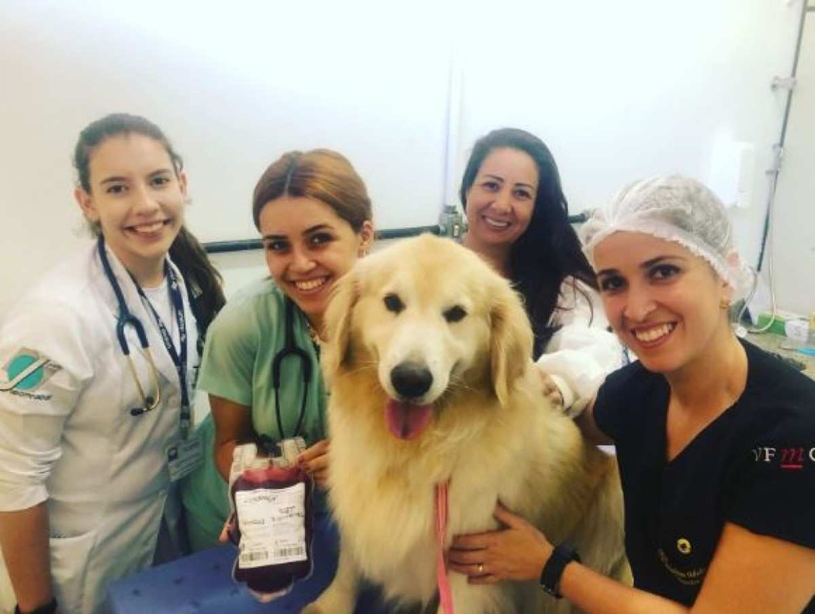 Banco de sangue de animais da UFMG está quase vazio