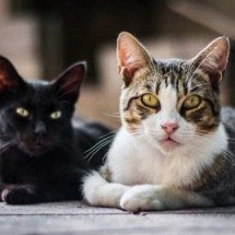 Mundo tem meio bilhão de gatos de estimação: Conheça as raças mais inteligentes