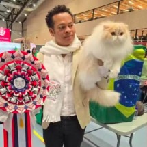 Gato brasileiro ganha prêmio internacional na Noruega; veja! - reprodução/redes sociais