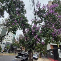 A flor lilás que conquista olhares em Belo Horizonte, e não é do ipê - Jair Amaral/EM