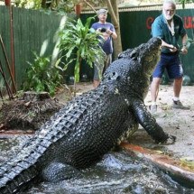 Maior crocodilo do mundo em cativeiro morre na Austrália; parque divulga imagem impressionante do espécime - Divulgação 