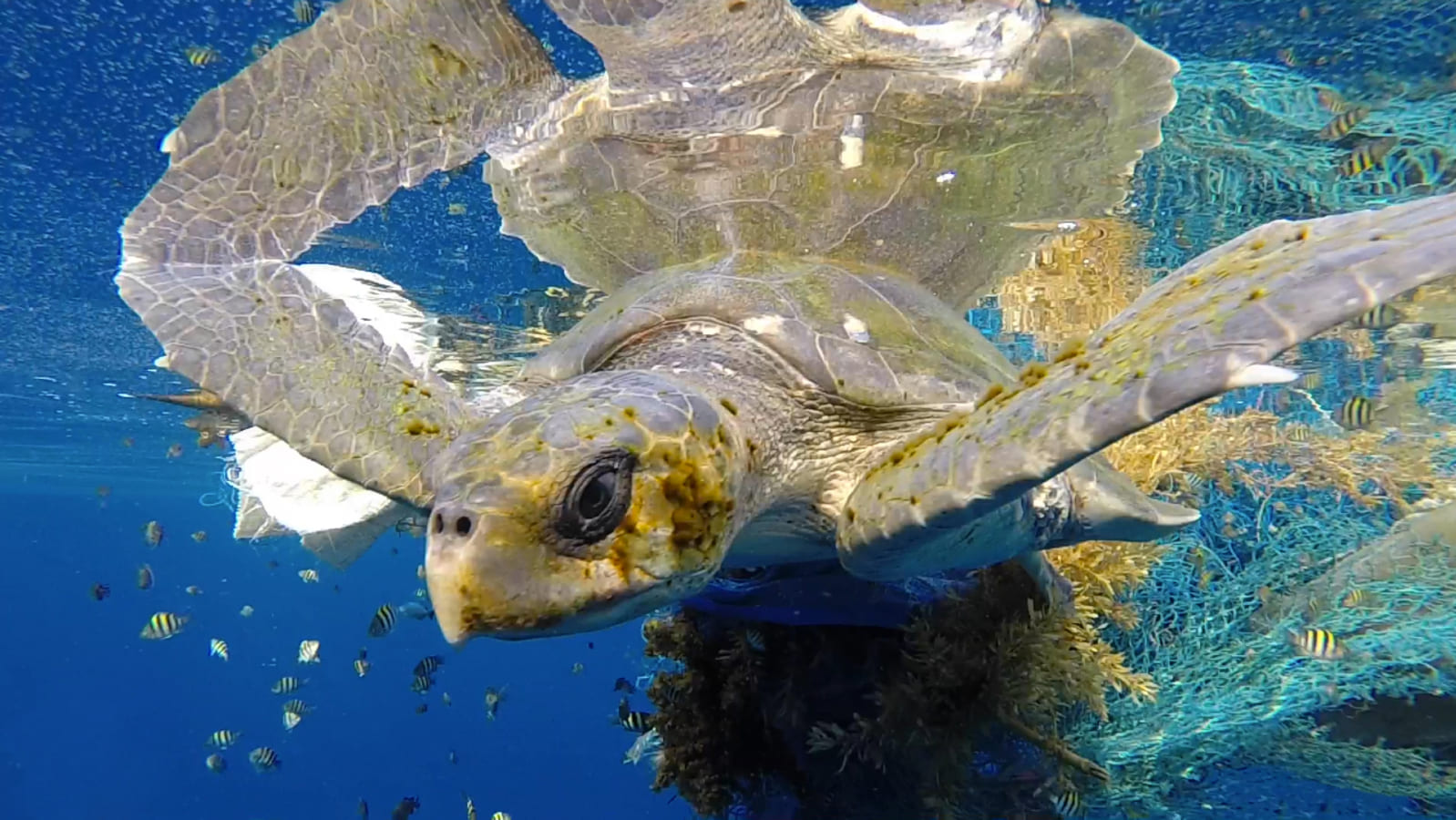 Ironia da Natureza: Estado com menor litoral no Brasil é o preferido das tartarugas marinhas