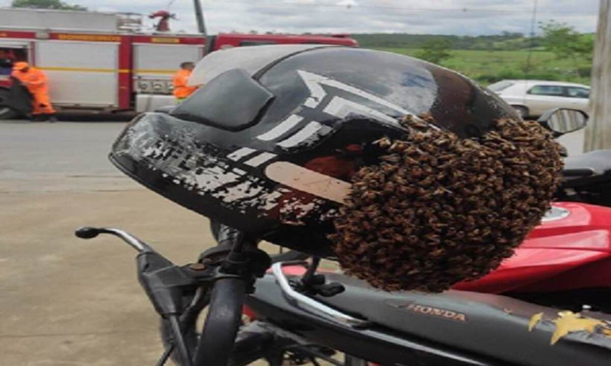 Depois de trabalhar, homem retorna ao pátio da empresa e é surpreendido com o enxame de abelhas no seu capacete -  (crédito: CBMMG)