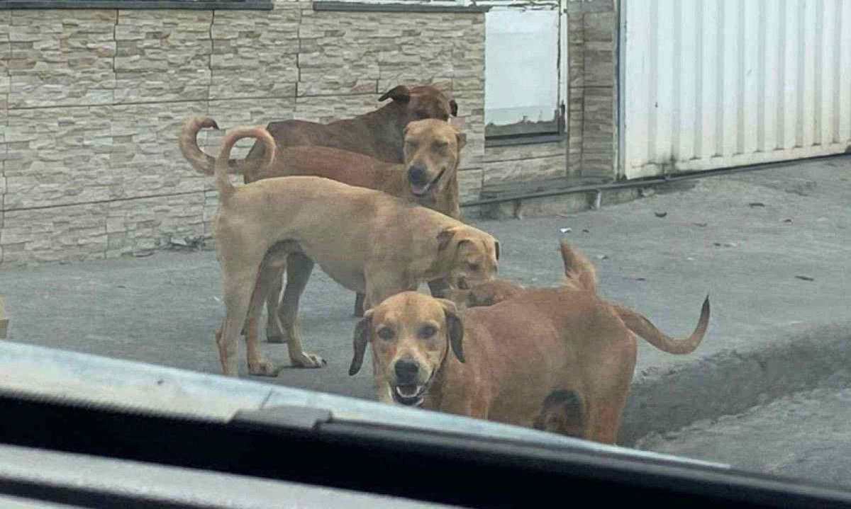 Moradores relatam que os cachorros atacam pessoas, reviram lixo e latem durante a madrugada -  (crédito: Edu Oliveira/EM/D.A Press)