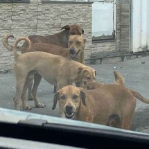 Cachorros abandonados causam caos em BH; mulher com criança é atacada - Edu Oliveira/EM/D.A Press