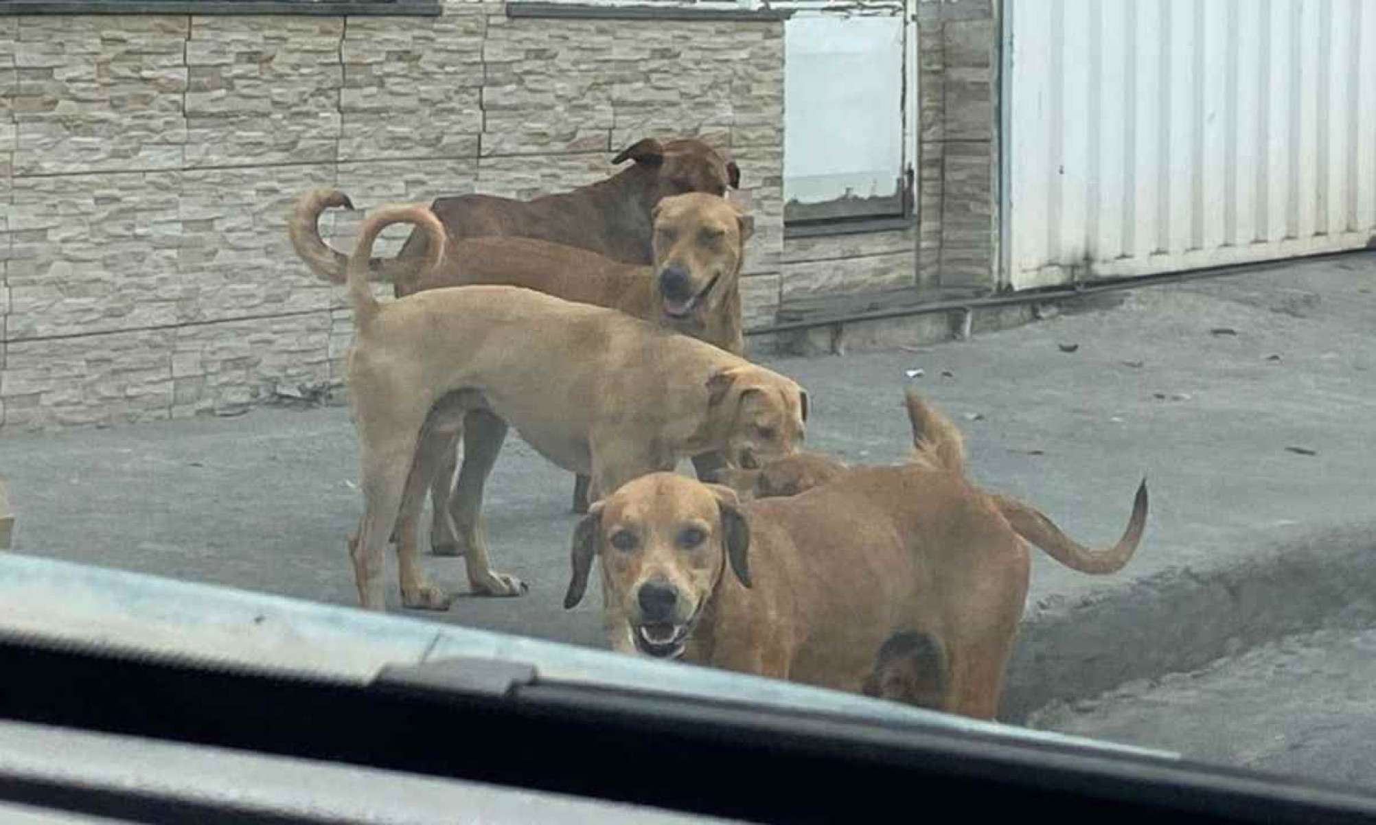 Cachorros abandonados causam caos em BH; mulher com criança é atacada