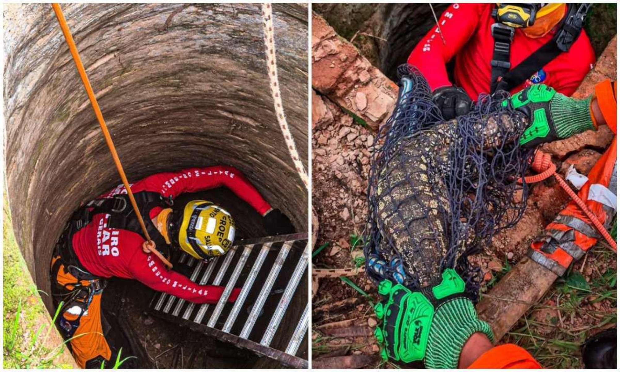 Bombeiros são chamados para resgatar jacaré e acham lagarto de grande porte