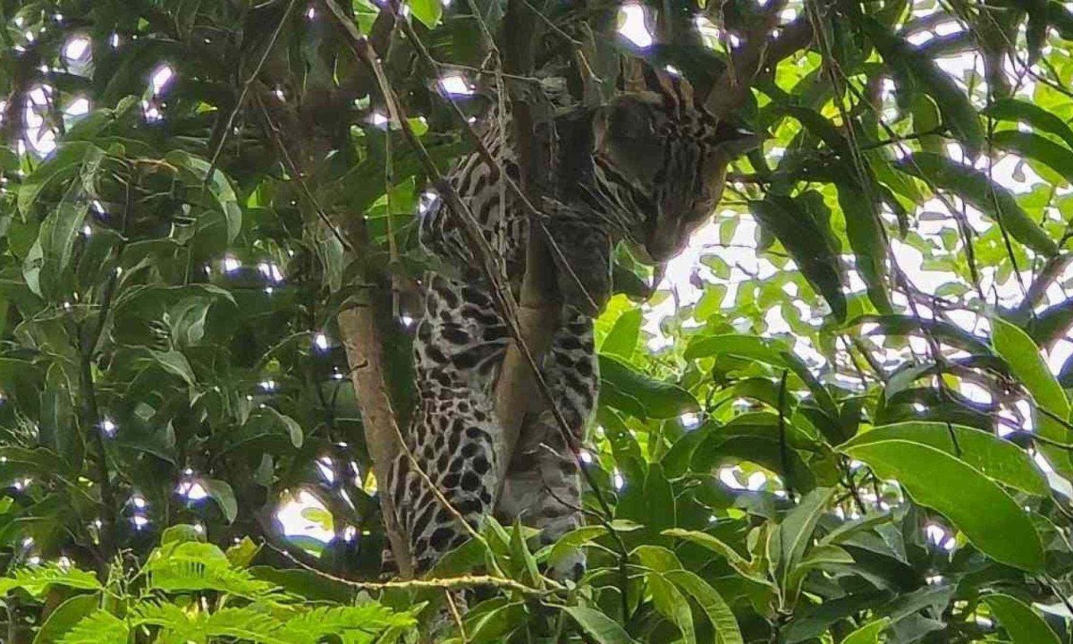 Jaguatirica foi encontrada em cima de uma árvore, no quintal de uma casa, em Montes Claros -  (crédito: Corpo de Bombeiros/divulgação)