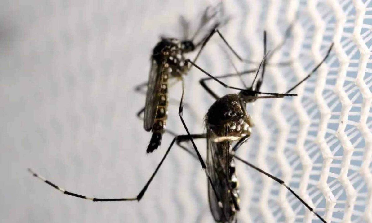 At&eacute; o momento, Minas Gerais registrou 2.123 casos confirmados de dengue. Tr&ecirc;s &oacute;bitos est&atilde;o sendo investigados -  (crédito: EBC)