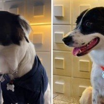 Hotel brasileiro contrata ‘cachorro anfitrião’ para receber os hóspedes - Reprodução / redes sociais