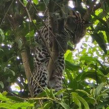 Mulher 'convive' com jaguatirica no quintal de casa em cidade mineira - Corpo de Bombeiros/divulgação