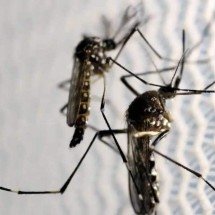 BH terá Dia D contra a dengue e outras doenças neste sábado (9/11) - EBC