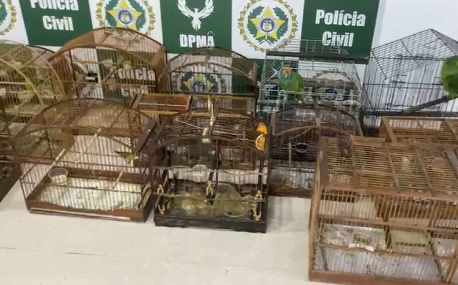 Gaiolas apreendidas na operação contra o tráfico de animais silvestres Gaiolas apreendidas na operação contra o tráfico de animais silvestres
