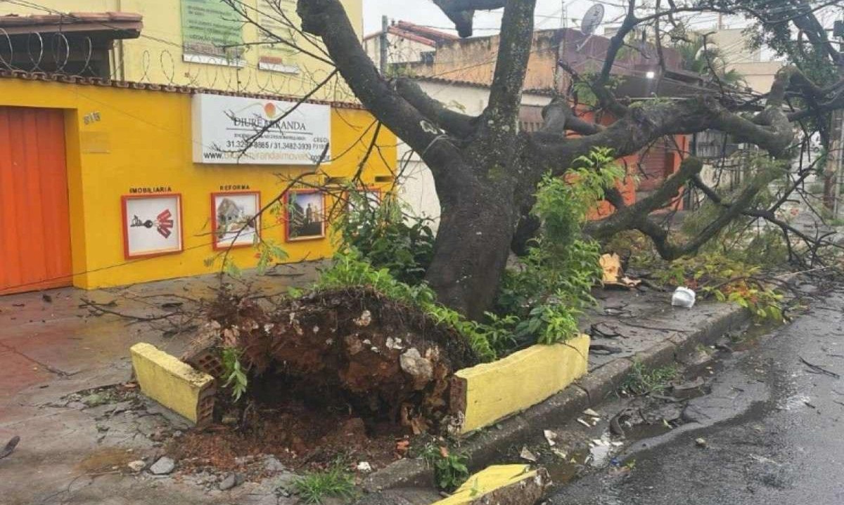 No Santa Inês, em BH, uma árvore de grande porte caiu e ficou apoiada na fiação da rede elétrica -  (crédito: Corpo de Bombeiros/Divulgação)