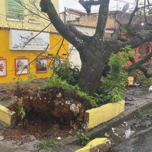 Chuva na Grande BH: bombeiros registram 16 quedas de árvores em 24 horas - Corpo de Bombeiros/Divulgação