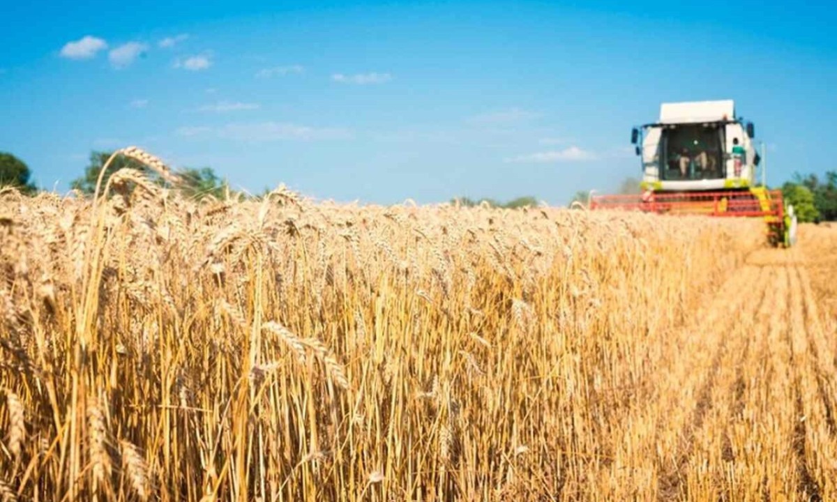 Safra deve crescer no Brasil em 2025 -  (crédito: Freepik)